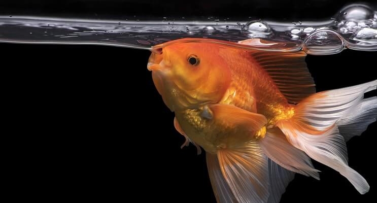 garlic for betta fish