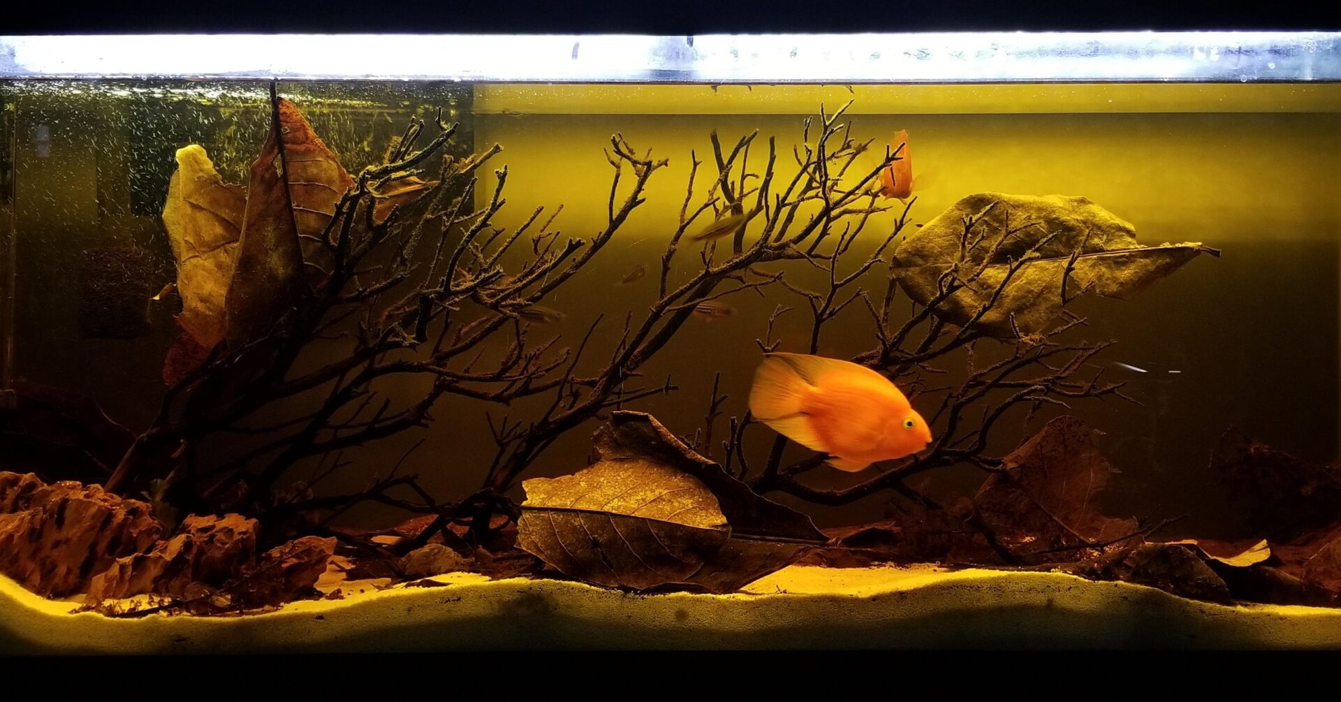 garlic for betta fish