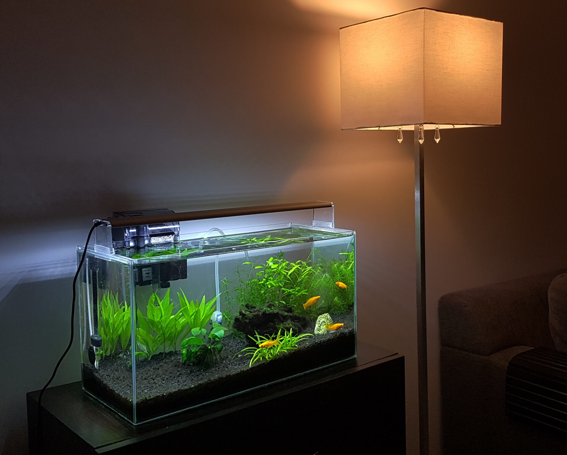 Top Fin Gallon Glass Aquarium! | atelier-yuwa.ciao.jp