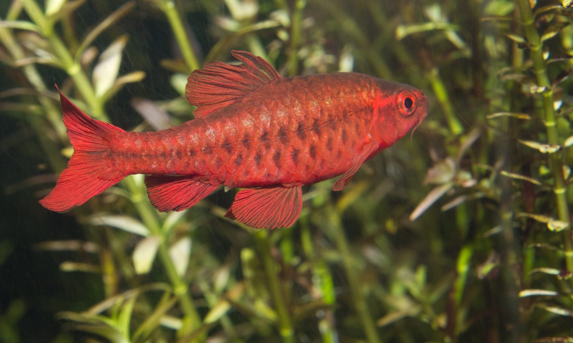 Barbo Cereja (Puntius titteya) - Ficha Técnica | MyAquarium