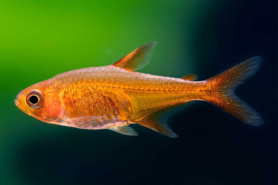 Peixe Tetra Foguinho, Compre na Kauar