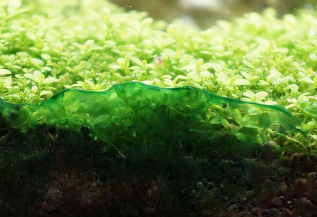 how-to-remove-cyanobacteria-from-the-fish-tank-myaquarium