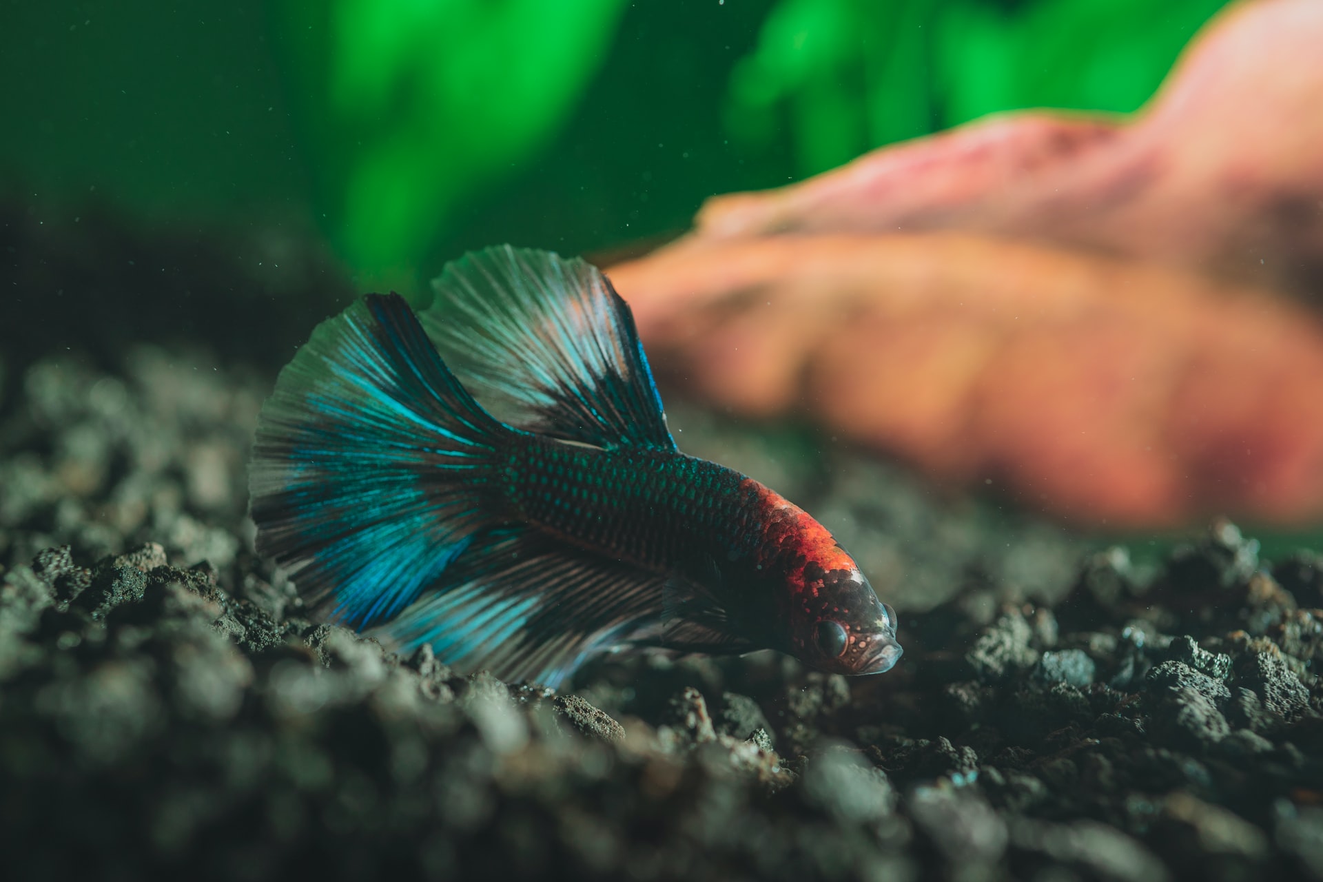 My Fish Is Not Moving! What Can I Do? - MyAquarium
