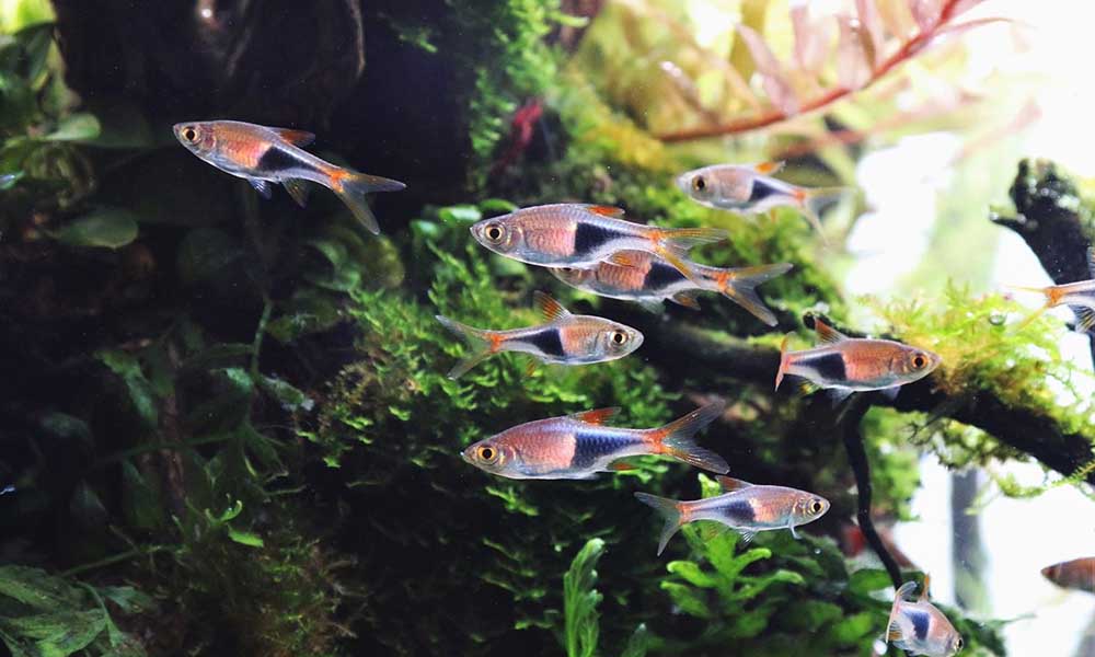 10 melhores peixes para aquário pequeno ou aquário nano (e a saga de um pai  aquarista) - Kauar