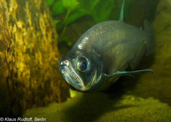 Cachorra (Hydrolycus Scomberoides) - MyAquarium