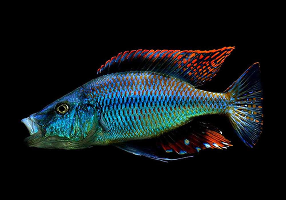 Compressiceps Azul (Dimidiochromis Compressiceps) | MyAquarium