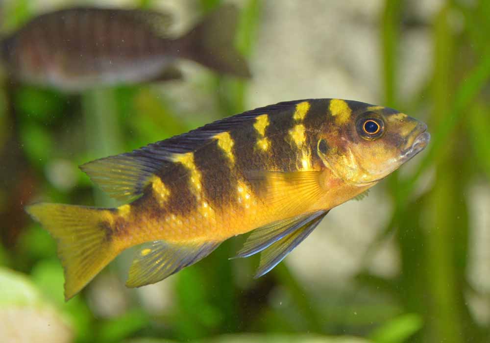 pseudotropheus crabro