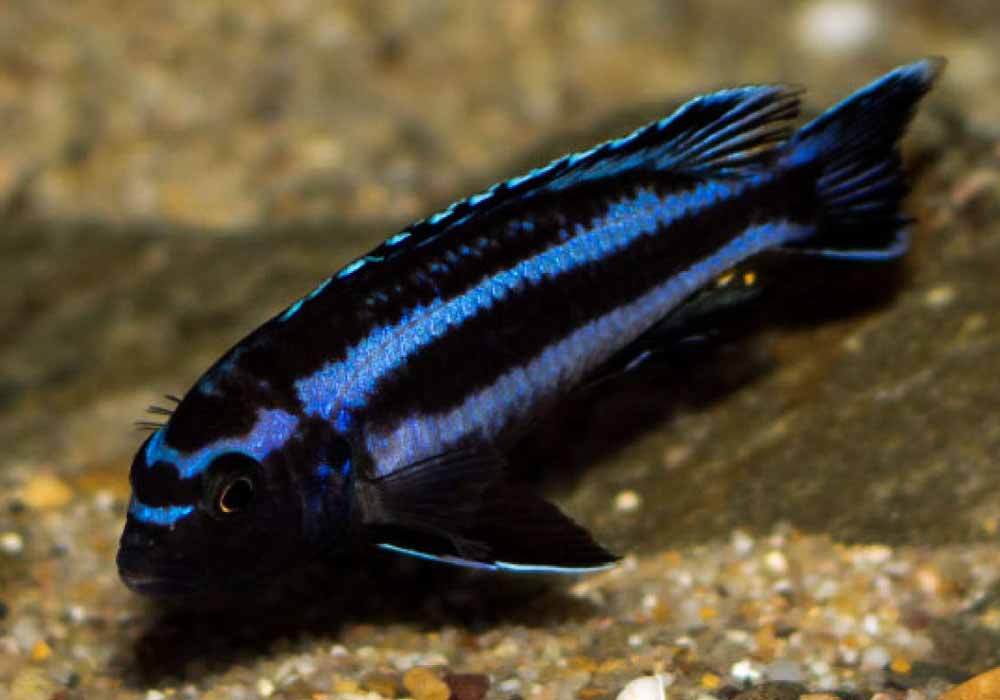 Male Electric Blue Johanni Cichlid