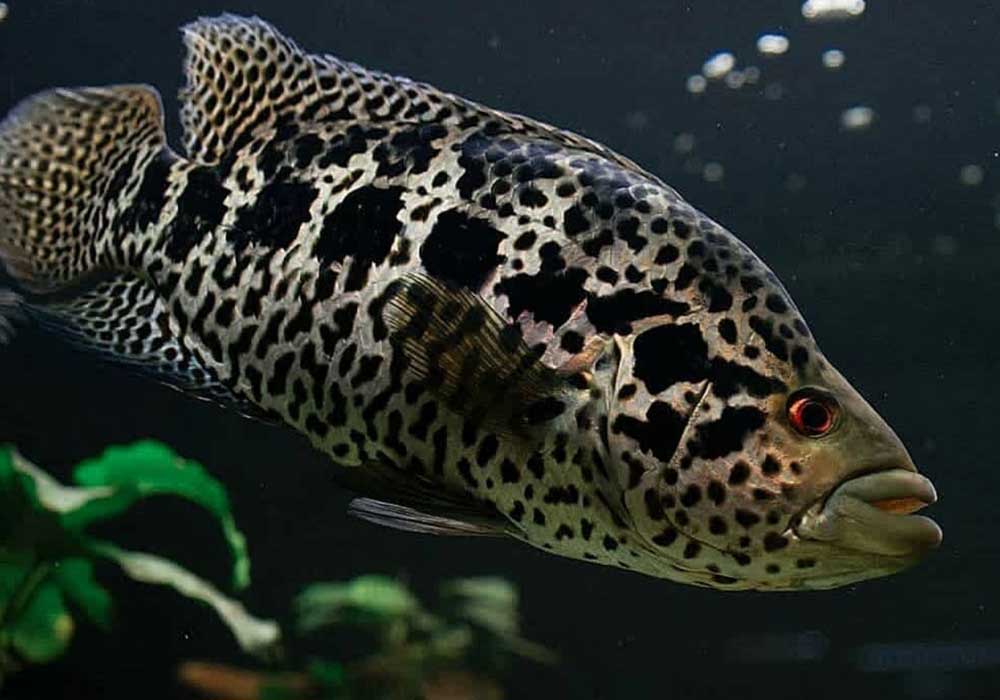 Ciclídeo Jaguar (Parachromis managuensis) - MyAquarium