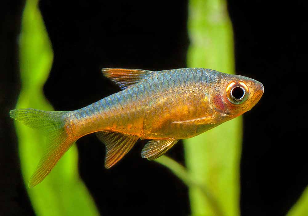 Rasbora Fogo (Rasbora vaterifloris) - MyAquarium