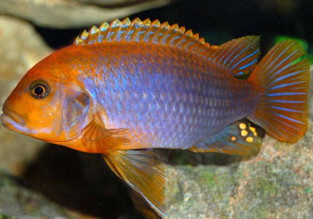 Ciclídeo Lavanda (Iodotropheus sprengerae) - MyAquarium