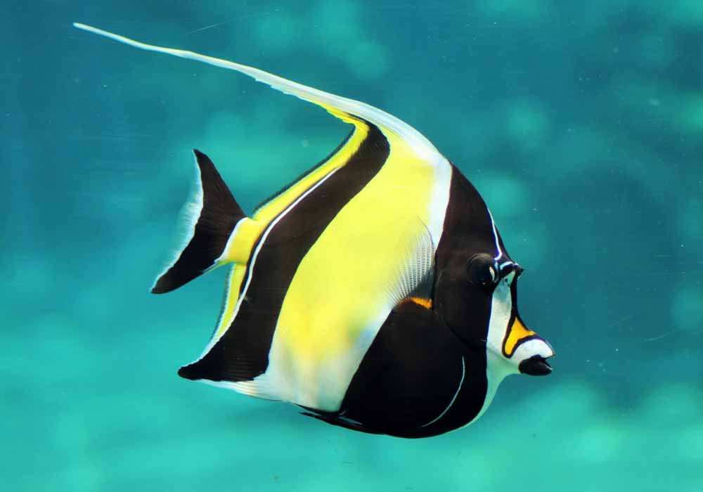 Moorish Idol (Zanclus cornutus) - Guia de Cuidados - MyAquarium