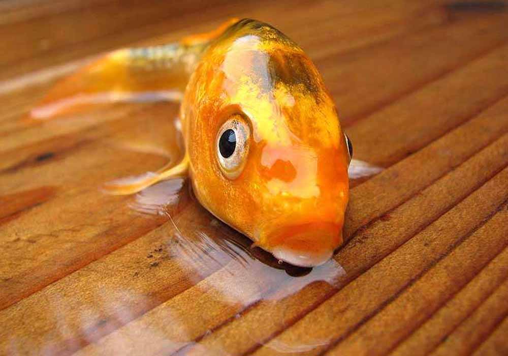 Por quanto tempo os peixes podem viver fora da água? - MyAquarium