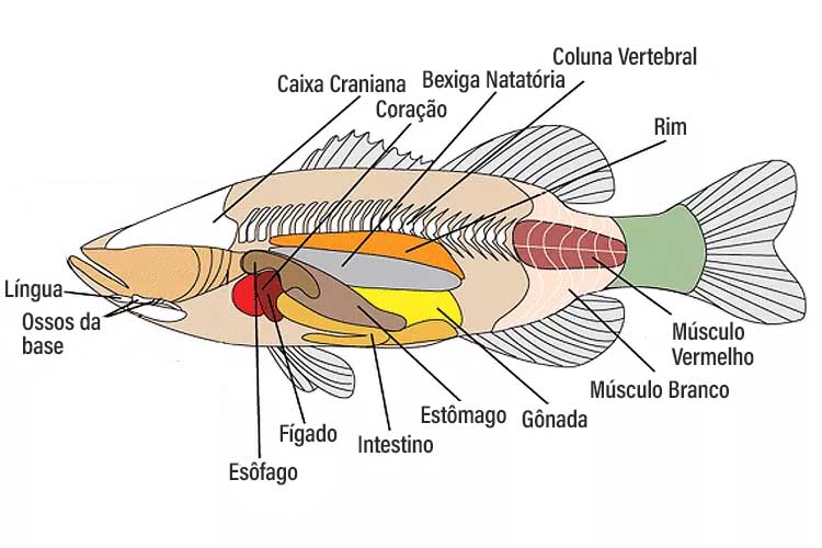 Anatomia Dos Peixes: O Que Você Precisa Saber! - MyAquarium