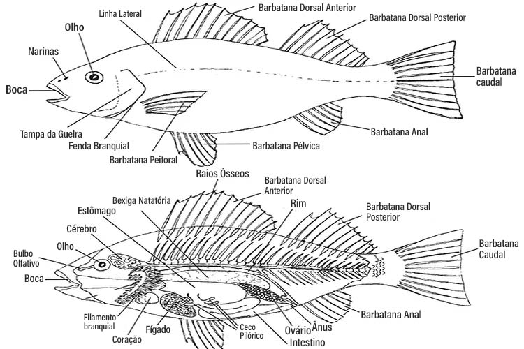 Anatomia Dos Peixes: O Que Você Precisa Saber! - MyAquarium