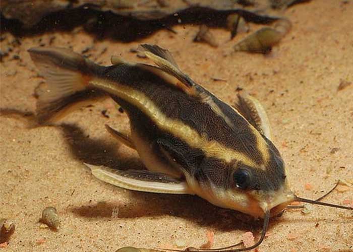 Bacu, Roque Roque (Platydoras armatulus) - MyAquarium