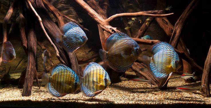 Discus Fish: Complete Care Guide | MyAquarium