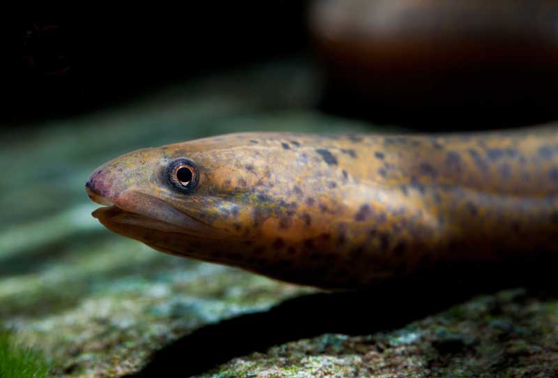 Marbled Swamp Eel: Complete Care Guide - MyAquarium