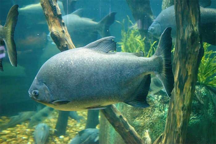 Pacu Caranha: Complete Care Guide MyAquarium
