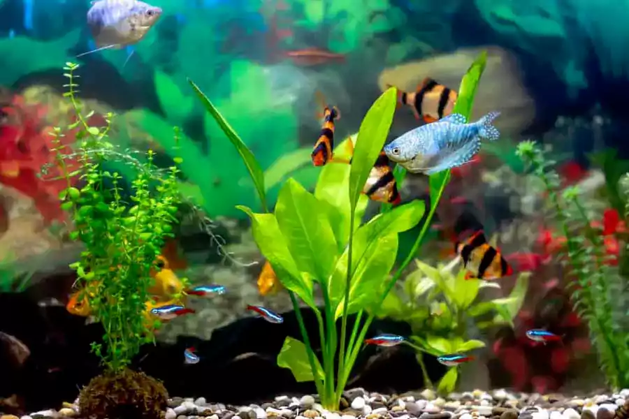 fish tank fish types