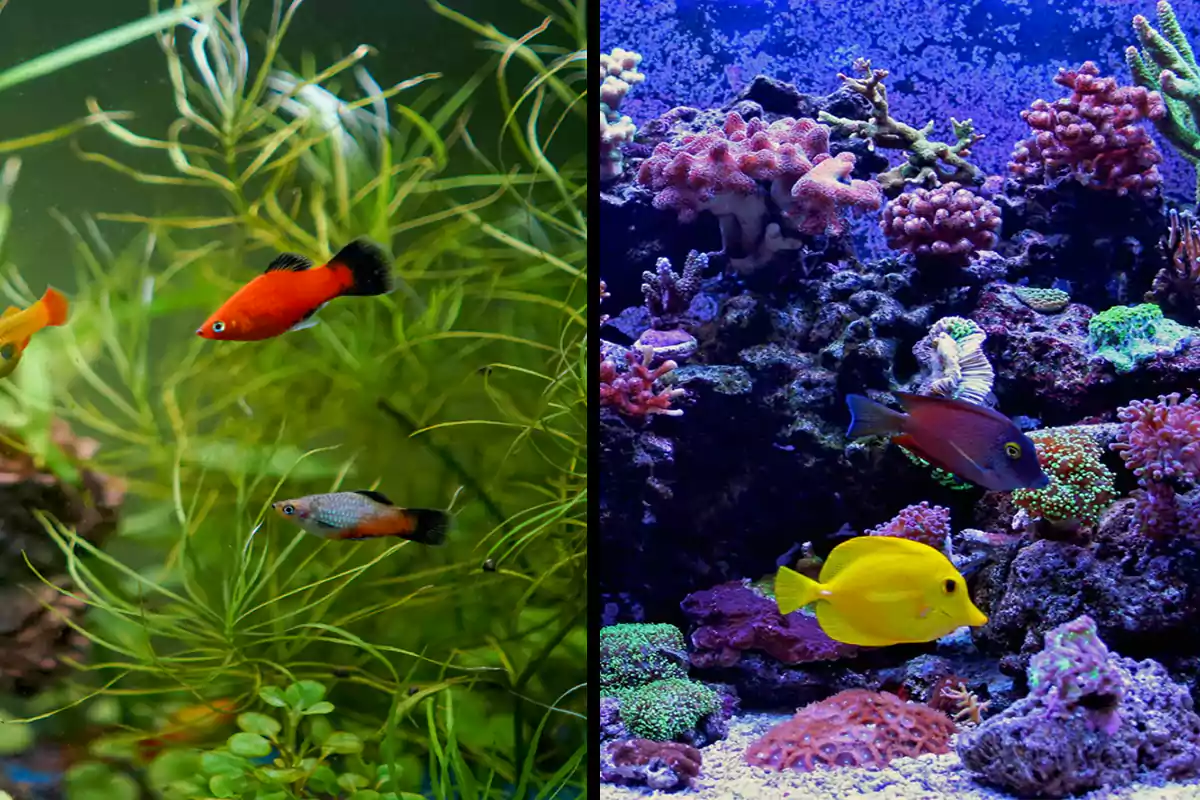 Top 20 Espécies De Peixes Mais Populares Do Aquarismo - MyAquarium